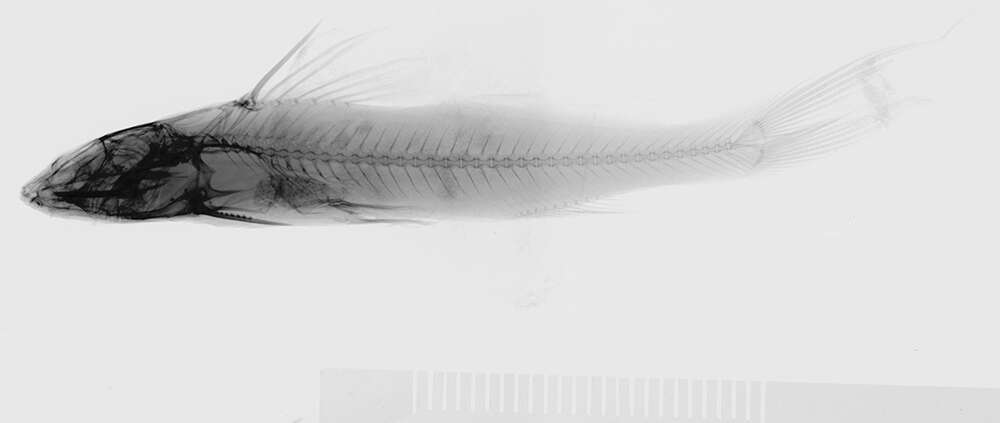 Image of Pimelodella odynea Schultz 1944