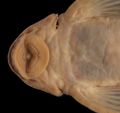 Imagem de <i>Hemiancistrus furtivus</i>