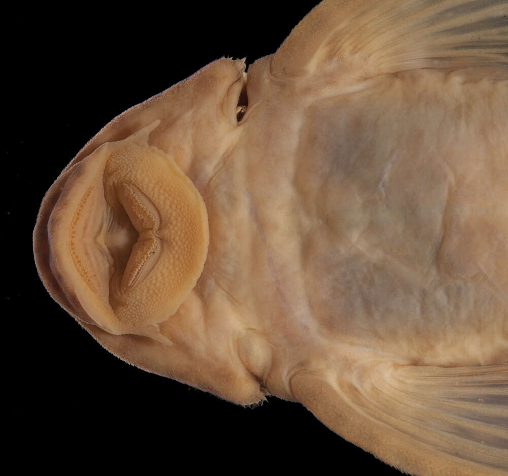 Image of <i>Hemiancistrus furtivus</i>