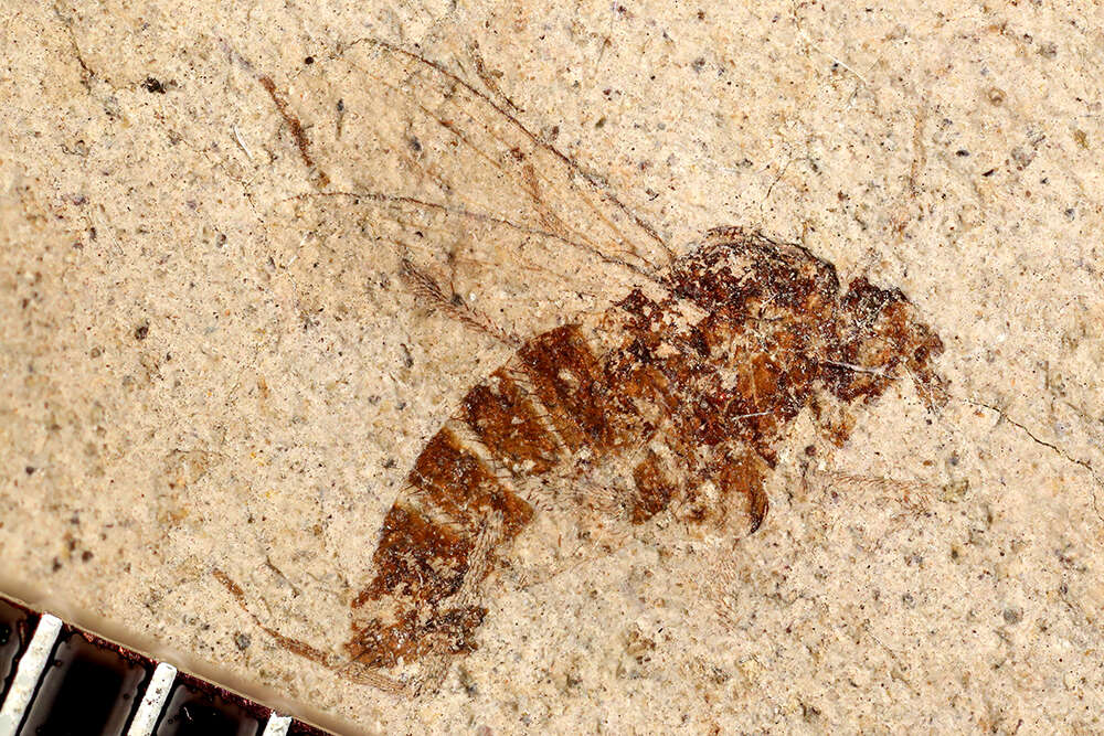 Image of Cyclorrhapha