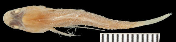 Image of gobies