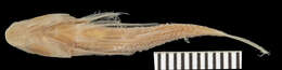 Image of gobies