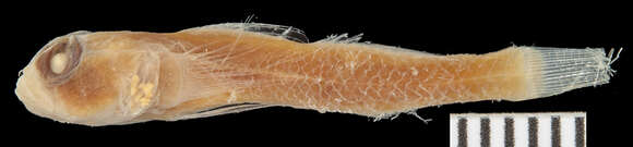 Image of Barfin Goby