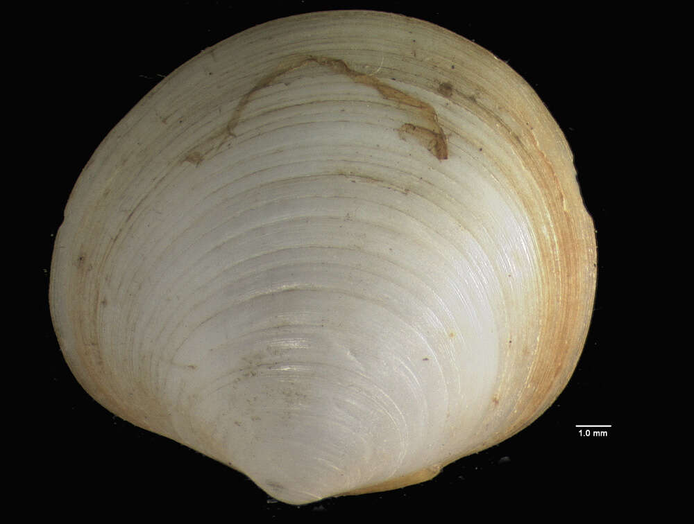 Imagem de <i>Diplodonta guaraniana</i> (d'Orbigny 1846)