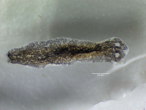 Image of Dugesiidae