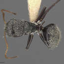 Imagem de Camponotus albistramineus Wheeler 1936