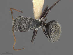 صورة Camponotus albistramineus Wheeler 1936