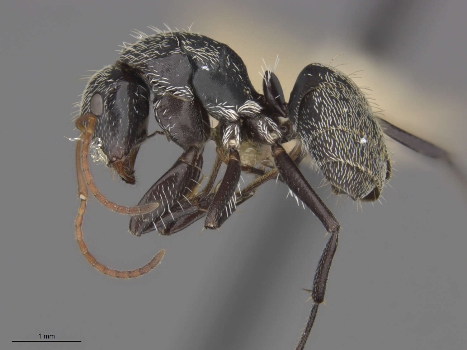 صورة Camponotus albistramineus Wheeler 1936