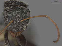 صورة Camponotus albistramineus Wheeler 1936