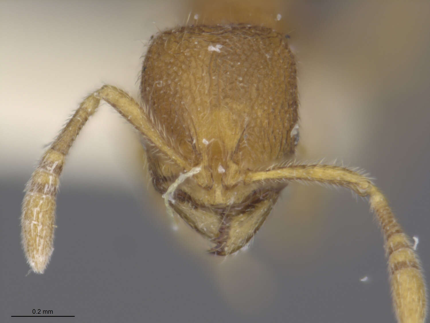 Image of <i>Rogeria leptonana</i>