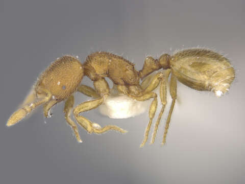 Image of <i>Rogeria leptonana</i>