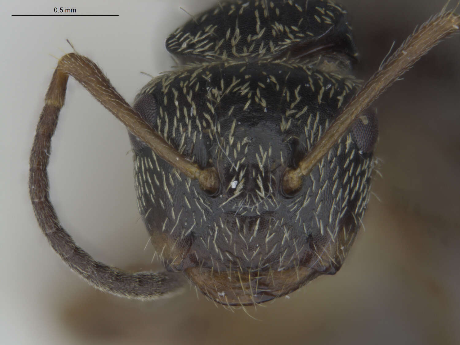 صورة Camponotus albistramineus Wheeler 1936