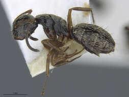 صورة Camponotus albistramineus Wheeler 1936