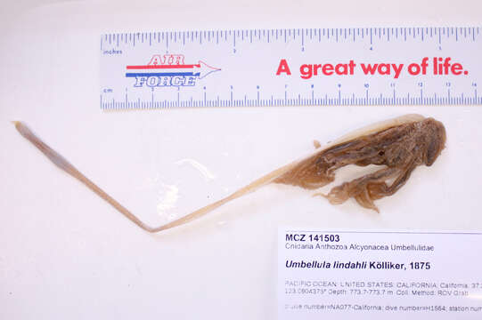 Image of Lindahl's droopy sea pen