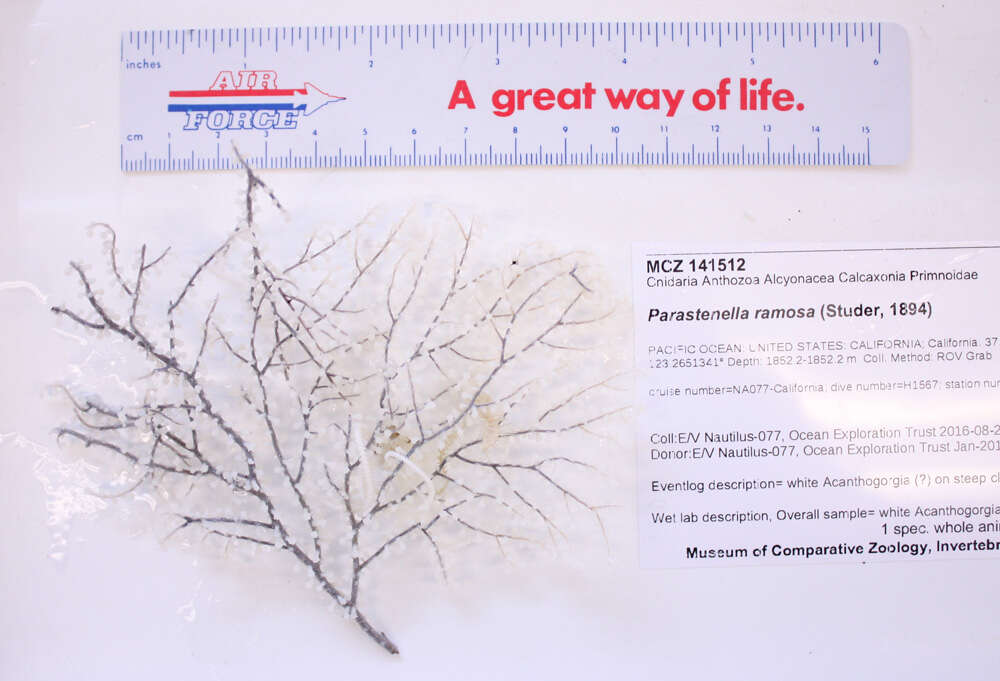 Image of branched tree coral