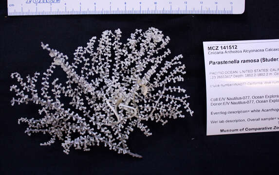 Image of branched tree coral