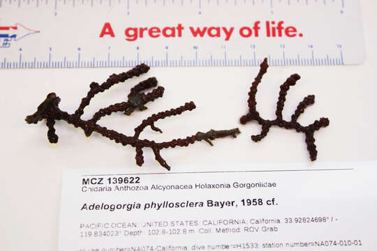 Image de Adelogorgia phyllosclera Bayer 1958