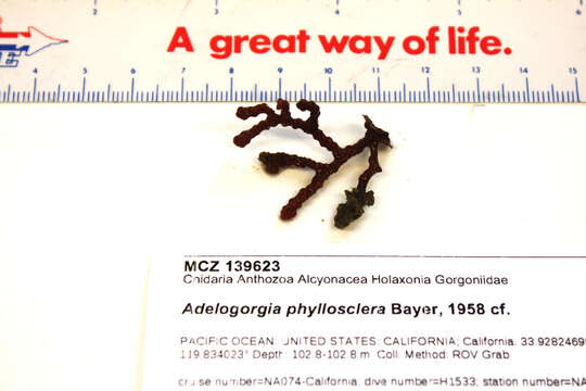 Image of Adelogorgia phyllosclera Bayer 1958