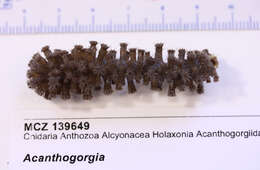 Image de Acanthogorgiidae Gray 1859