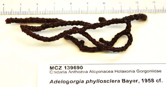 Image of Adelogorgia phyllosclera Bayer 1958