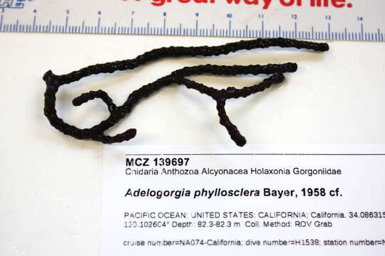 Image of Adelogorgia phyllosclera Bayer 1958