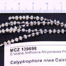 Image of Calyptrophora niwa Cairns 2012