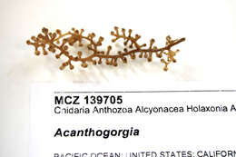 Image de Acanthogorgiidae Gray 1859
