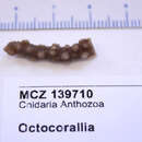 Image of Octocorallia