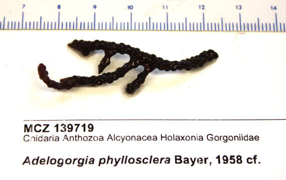 Image de Adelogorgia phyllosclera Bayer 1958