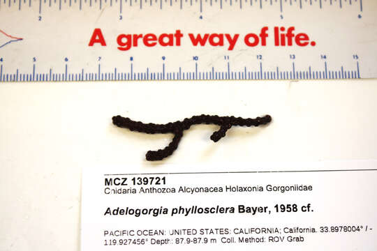 Image de Adelogorgia phyllosclera Bayer 1958