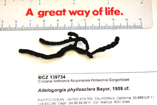 Image of Adelogorgia phyllosclera Bayer 1958