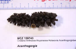 Image of Acanthogorgiidae Gray 1859