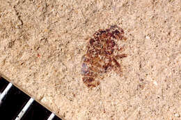 Image of Cyclorrhapha