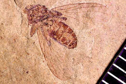 Image of Cyclorrhapha