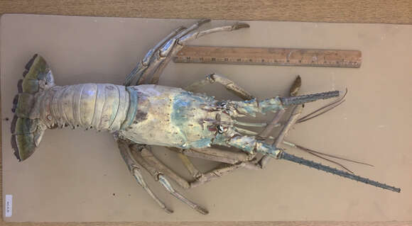 Image of Caribbean Spiny Lobster