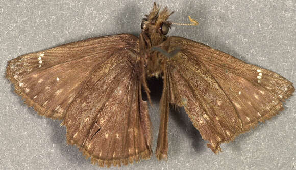 Image of Persius Duskywing