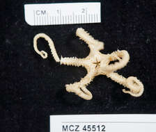 Image of brittle stars and basket stars