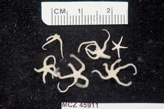 Image of brittle stars and basket stars