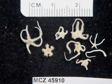 Image of brittle stars and basket stars