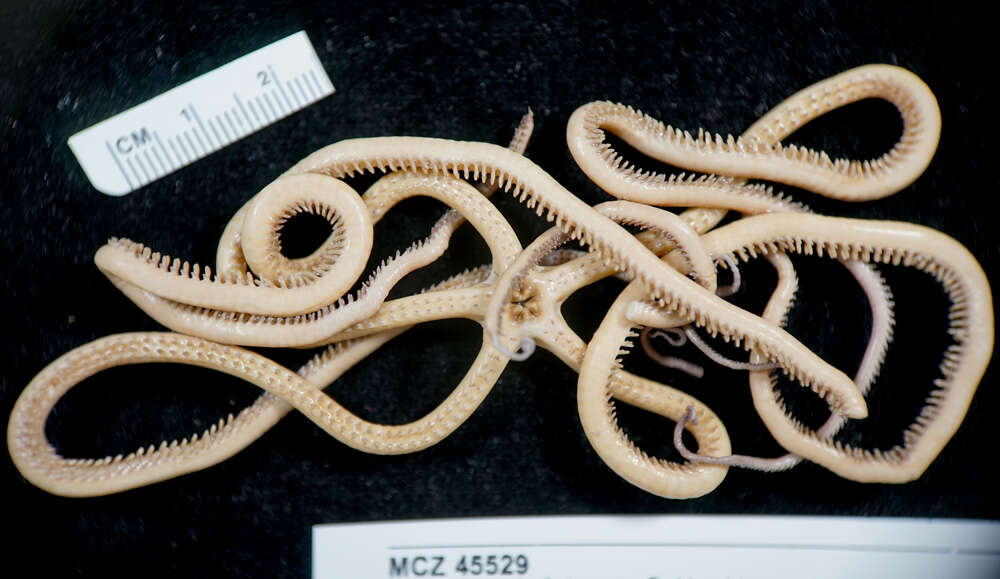 Image of brittle stars and basket stars