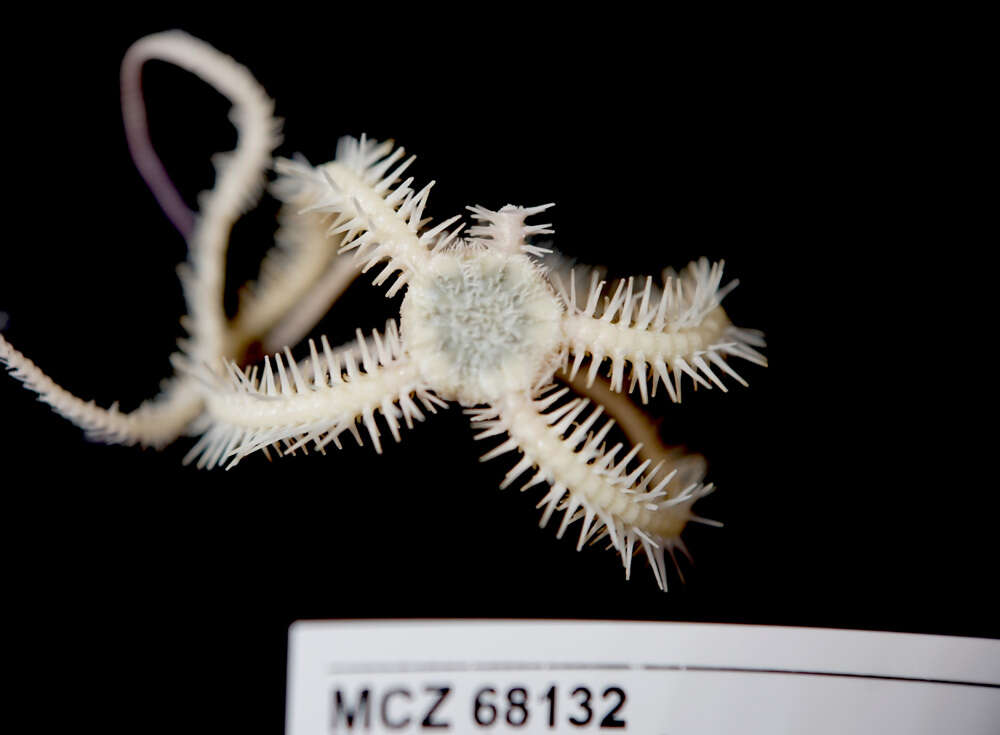 Image of brittle stars and basket stars