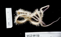 Image of brittle stars and basket stars