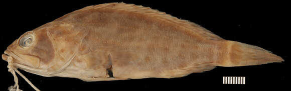 Image of Duskytail grouper