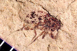 Image of Cyclorrhapha