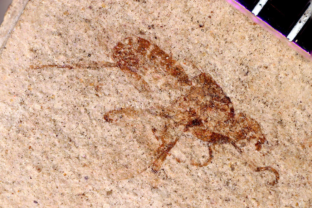 Image of Cyclorrhapha