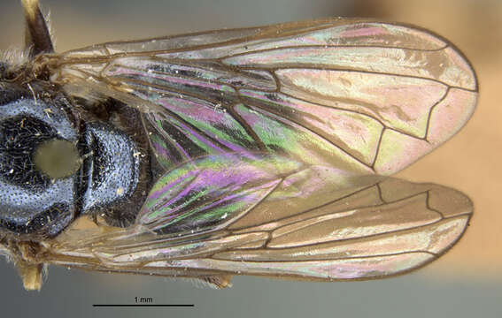 Image of Trichopsomyia apisaon Walker 1849