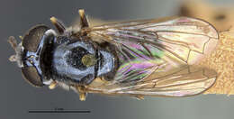 Image of Trichopsomyia apisaon Walker 1849