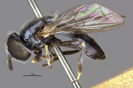 Image of Trichopsomyia apisaon Walker 1849