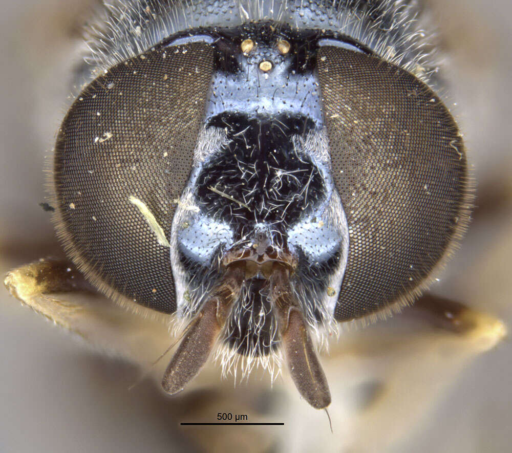 Image of Trichopsomyia apisaon Walker 1849