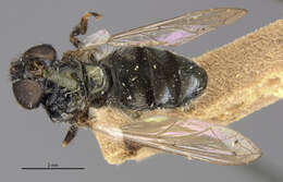 Image of Trichopsomyia recedens (Walker 1852)